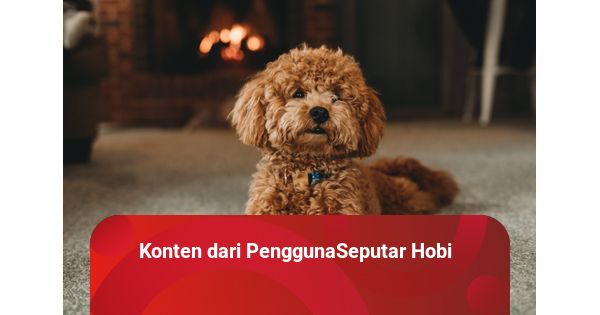 Kelebihan dan kekurangan toy poodle cheap